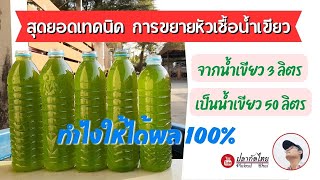 เคล็ดลับการขยายหัวเชื้อน้ำเขียวคลอเรลลา ปลากัดไทย น้ำเขียวคลอเรลลา [upl. by Treblig]