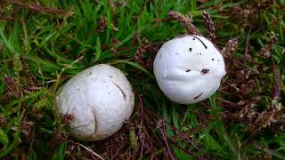 Grey Puffball Bovista plumbea breaks like an eggshell [upl. by Auqenaj]