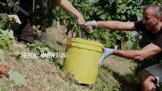 From the vineyard to the glass Conegliano Valdobbiadene Prosecco Superiore Docg 2018 [upl. by Nitsruk]