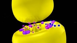 Nicotine amp Muscarine 3D Animation Neurotoxins [upl. by Acinod593]