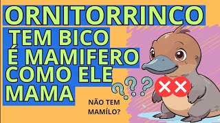 Mamífero de bico Ornitorrinco sem Mamilos reinoanimal [upl. by Millisent]