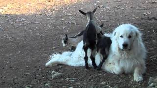 Great Pyrenees Guardian Dog with Alpine Goats [upl. by Beka]