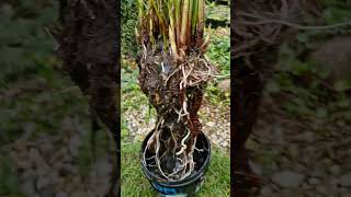 Papirus  cibora papirus cibora zimowanie kwiaty plants rośliny roślinytropikalne nature [upl. by Scuram358]