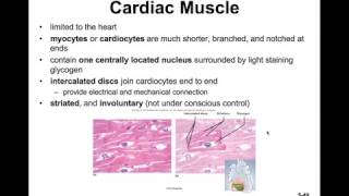 Anatomy amp Physiology I amp II  CH05d Histology  Excitable Tissues [upl. by Goraud]