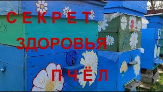 СИЛА ЗДОРОВЫХ МАТОК В ИЗОЛЯЦИИ ОТЛИЧНАЯ ЗИМОВКА И ВЕСЕННЕЕ РАЗВИТИЕ СЕКРЕТ ЗДОРОВЬЯ ПЧЁЛ [upl. by Tadeas]