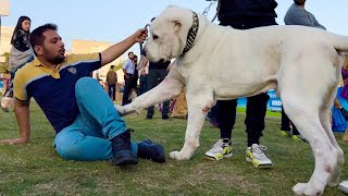 The World biggest Dogs Punjab Dog Show 2022 German Shepherd Bully Kutta Cute Puppy Animal Vlog [upl. by Lizzy]