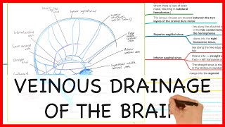 VEINOUS DRAINAGE OF THE BRAIN  ANATOMY SERIES [upl. by Pegg]