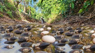 Wow Its Amazing I found a lot of eggs snails amp Big Clam at road water forest while low water [upl. by Harwin169]