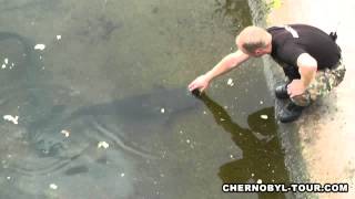 Big Catfish Grabs a Finger to a Man in Chernobyl  HD by Catfish World [upl. by Darwen]