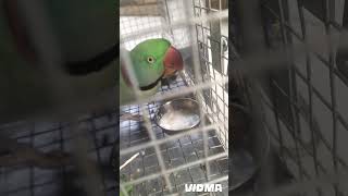 🍚🥄🦜 piano music  parrot love bird [upl. by Wertheimer]