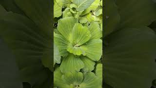 Large water lettuce [upl. by Bernt441]