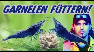 Garnelen füttern im Aquarium Die ultimative Anleitung zur richtigen Fütterung von Chris Lukhaup [upl. by Eednus]