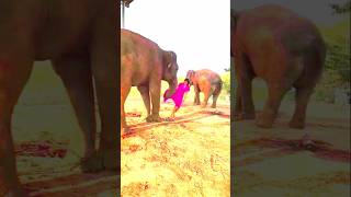 The elephant tore the girls cloth shorts youtubeshorts elephant girls elephantvsgirl funny [upl. by Notsniw]