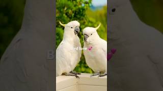 Cockatoo Pair  Bird love is for life love live shorts [upl. by Myer]