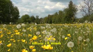 Franz LISZT  Campos de Primavera para quotSueño de Amorquot [upl. by Anaerda820]