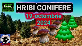 HRIBI🍄 la conifere🌲 19octombrie2024 boletus EDULIS și boletus PINOPHILUS Munții Apuseni 🌲🌲🌲 [upl. by Anauqcaj792]