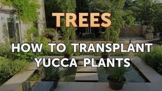 How to Transplant Yucca Plants [upl. by Eile614]