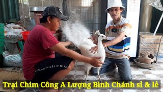 Trại Chim Công ALượng Bình Chánh cung cấp sỉ amp lẻ các loại Công Lớn Nhỏ [upl. by Samoht672]