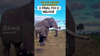 ELEFANTE CHANTAGISTA KKKKKK [upl. by Eugeniusz622]