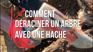 📌COMMENT DÉRACINER UN ARBRE AVEC UNE HACHE🪓 deraciner couperunarbre jardin 2020 fotdeco [upl. by Kcuhc]