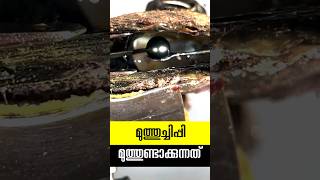 മുത്തുണ്ടാകുന്ന ചിപ്പി pearl making oyster [upl. by Nocam]