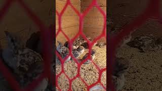 Chicks chukar цыплята кеклики shorts nature chukars кеклик keklik birds цыплята птицы [upl. by Nerag203]