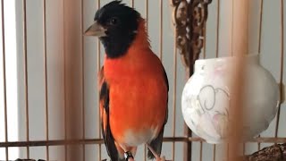 Canto Pintassilgo Venezuelano Tarin  Red Siskin Singing 2020 [upl. by Carlos580]