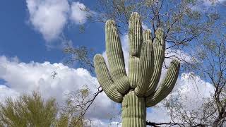 🌵Saguaro of the Day🌵 A HEART FULL OF SPIKES 💜 in a Sahuarita Lot Near The Hospital 💪👨‍⚕️🏥 [upl. by Eriha]