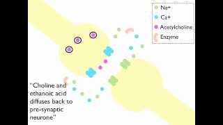 Synaptic Transmission at a Cholinergenic Synapse Animation [upl. by Bullis]