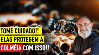 APITOXINA O VENENO PRODUZIDO PELAS ABELHAS  DR ALEX ALVES [upl. by Zerline]