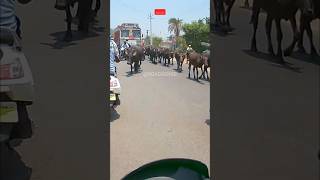 Arsapally Bodhan Road Nizamabad  Nizamabad City Views shorts [upl. by Ahsehat]