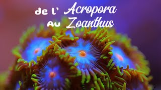 Épisode n°1  Le Zoanthus 🪸 [upl. by Aderb804]