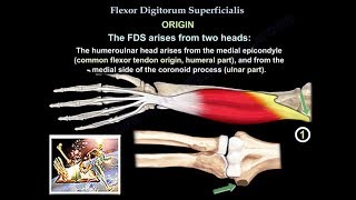 Flexor Digitorum Superficialis  Everything You Need To Know  Dr Nabil Ebraheim [upl. by Aneda]