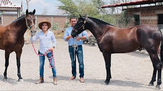 Criadero de Caballos Raza Azteca  Manejo cuidados y alimentación [upl. by Namreh]