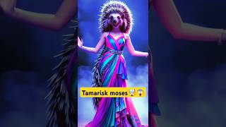 Tamarisk moses🤯😱 americagottalent agt agtreaction Agtmagician magic america transformation [upl. by Rotkiv54]