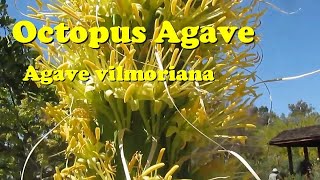 AGAVE GALLERY Agave vilmoriana the octopus agave [upl. by Appleby]