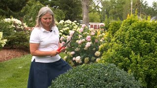 The Best Tool for Pruning Boxwood [upl. by Eiramyma]