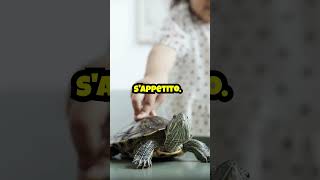 Dieta Quotidiana per Tartarughe shorts tartarughe turtles [upl. by Enirehtak790]