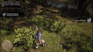 Red Dead Redemption 2 Herbalist 2 Early [upl. by Iveel]