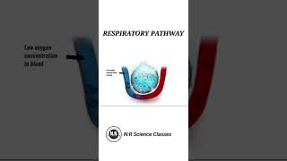 Respiratory pathway biology shorts science [upl. by Martella]