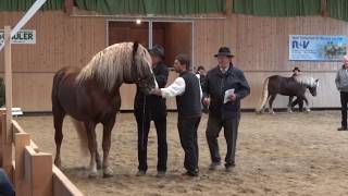 Wildenstein  Schwarzwälder Kaltblut Körung Sankt Märgen 2018 [upl. by Buderus572]