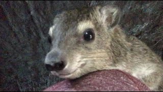 Squiggy The Hyrax Replies To Wild Boyfriend [upl. by Nae582]