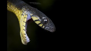 How to find a snake in tropical forest [upl. by Aierbma]