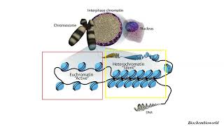 Differences between EUCHROMATIN and HETEROCHROMATIN [upl. by Ettenav]