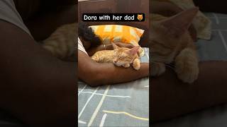 Dora lovehate her dad cat dora catlover catsofyoutube funny catvideos catsleeping orangecat [upl. by Gaylor]