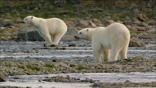 Polar Bears Try to Catch Salmon [upl. by Anilam]