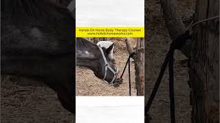 Horses React to Cranial Sacral Work  Holistic Horseworks [upl. by Saudra]