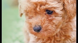 Poochon Puppies [upl. by Brigitte]