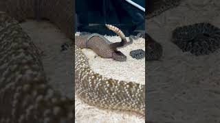 AMAZING Snake Giving Live Birth 🤩🐍 [upl. by Kramal594]