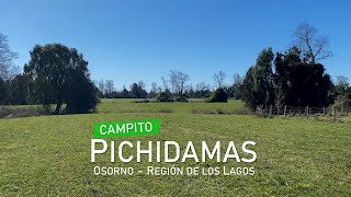 CAMPITO PICHIDAMAS  OSORNO  REGIÓN DE LOS LAGOS [upl. by Keffer]